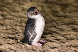 필립아일랜드 펭귄퍼레이드 (Penguin Parade)