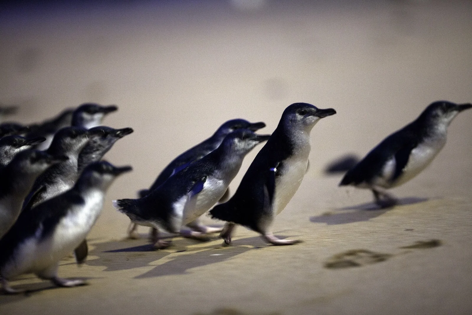 🐧 필립아일랜드 펭귄퍼레이드 (Penguin Parade)