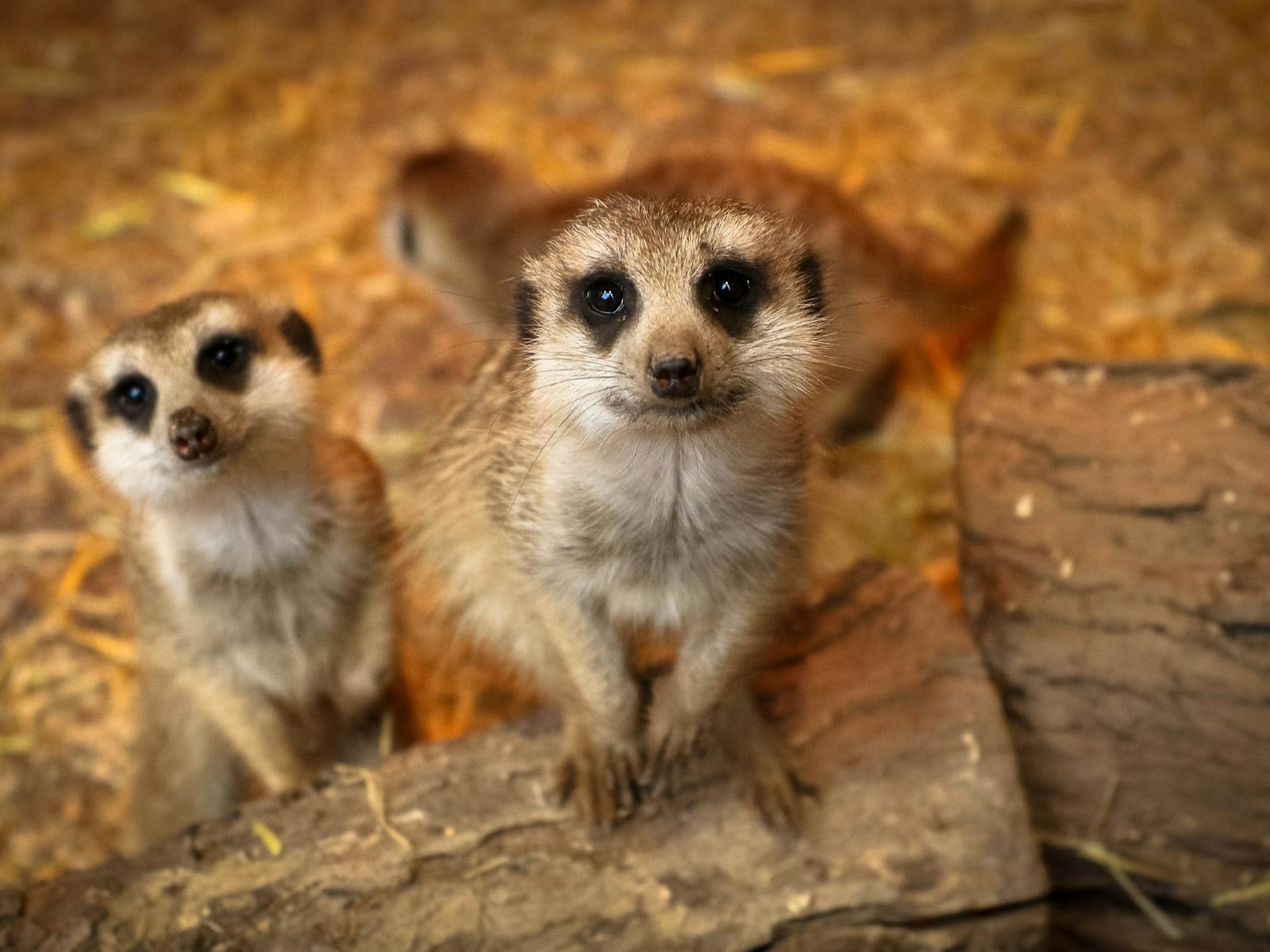 멜버른 동물원 (Royal Melbourne Zoo)