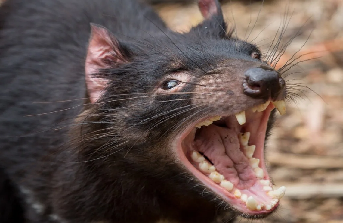힐스빌 동물원 (Healesville Sanctuary)