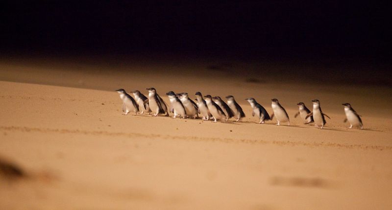 필립아일랜드 펭귄퍼레이드 (Penguin Parade)