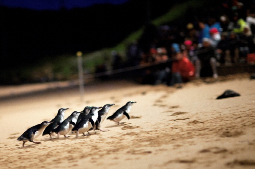 필립아일랜드 펭귄퍼레이드 (Penguin Parade)